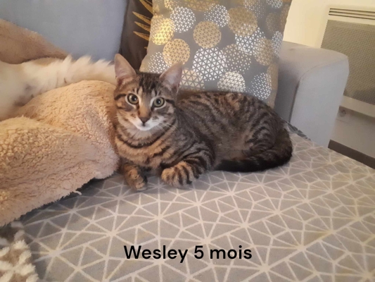 WESLEY